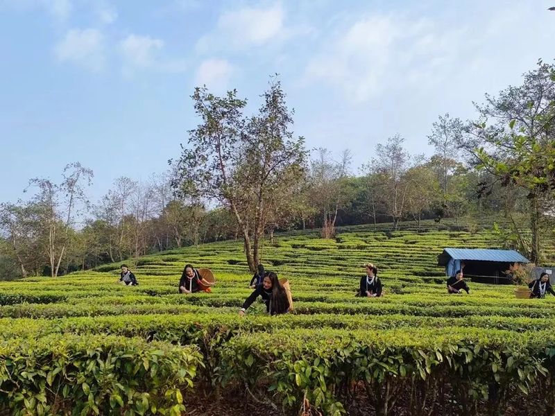 有关于临沧：全面促进茶叶产业提质增效的新闻(3)