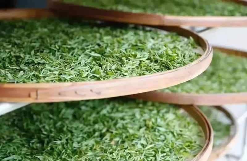 有关于临沧：全面促进茶叶产业提质增效的新闻(2)