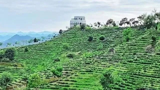 有关于商南县：茶旅融合促发展的内容