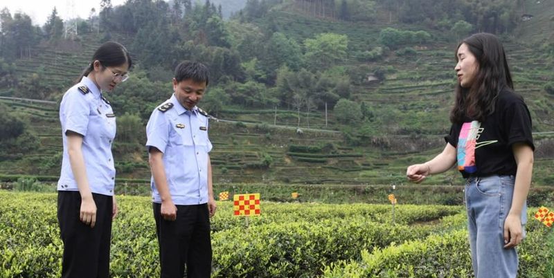 关于“松阳茶叶在线”赋能茶产业发展的相关内容(13)
