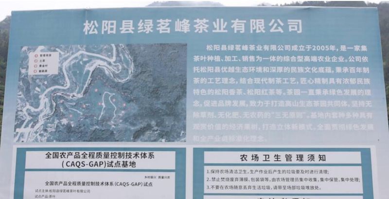 关于“松阳茶叶在线”赋能茶产业发展的相关内容(16)