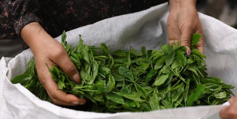 关于“松阳茶叶在线”赋能茶产业发展的相关内容(7)