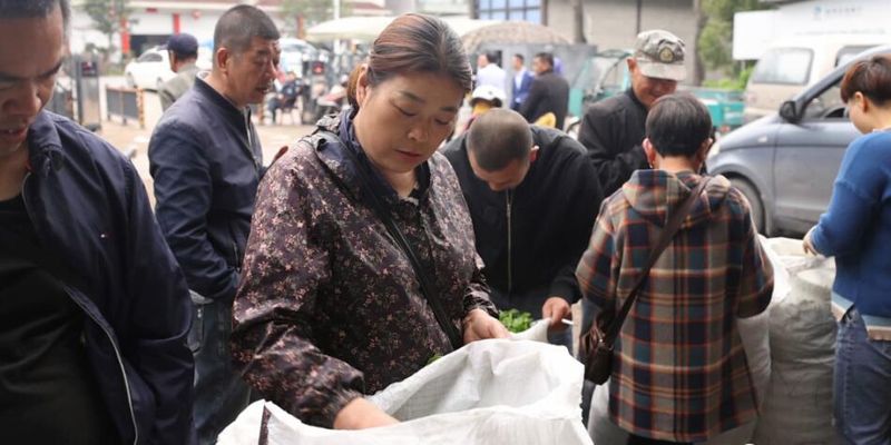 关于“松阳茶叶在线”赋能茶产业发展的相关内容(6)