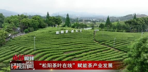 关于“松阳茶叶在线”赋能茶产业发展的相关内容