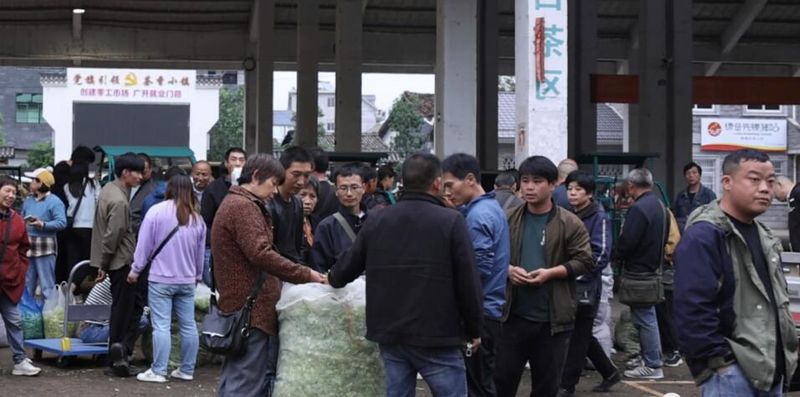 关于“松阳茶叶在线”赋能茶产业发展的相关内容(2)