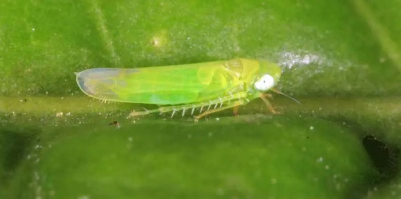 有关于2023年贵州省主要茶区小绿叶蝉第一峰发生趋势预测报告的相关信息