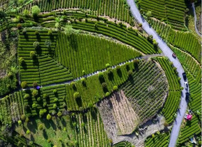 有关于贵州沿河:开展全民饮茶系列活动庆祝第四个国际茶日的消息(1)