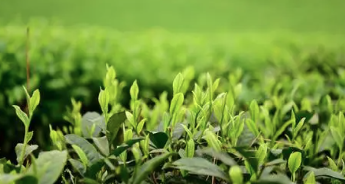 有关于贵州“茶+”融出发展新风景的最新消息(1)