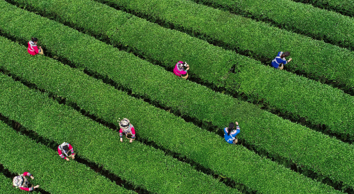 有关于贵州“茶+”融出发展新风景的最新消息