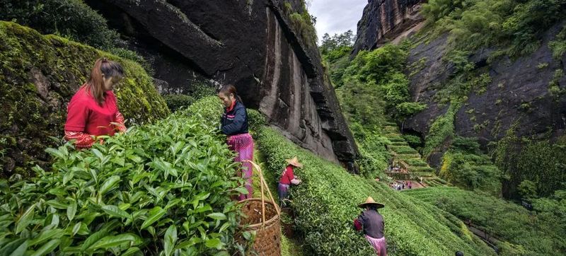 有关于一片神奇的叶子!的消息(5)