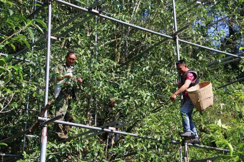 关于5·21国际茶日  云南江城百岁古茶树迎来头采的信息(4)