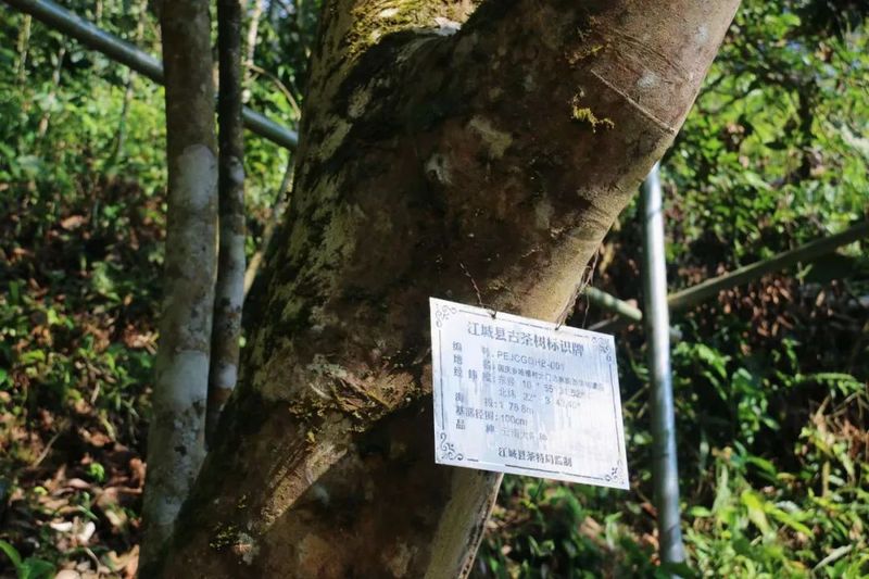关于5·21国际茶日  云南江城百岁古茶树迎来头采的信息(2)