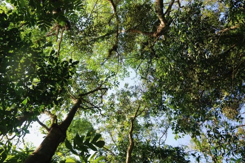 关于5·21国际茶日  云南江城百岁古茶树迎来头采的信息(1)