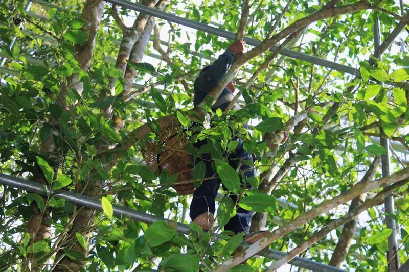 关于5·21国际茶日  云南江城百岁古茶树迎来头采的信息(3)