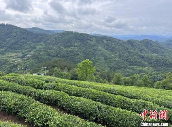 有关于讲好“陕茶故事” 陕西省持续推进茶产业链建设的新闻