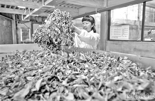 关于做好“一县一业”茶文章带动群众增收的资讯