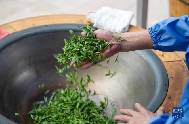 有关于浙江金华：茶叶加工技能比高低的消息(2)