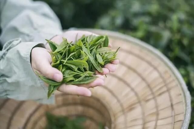 关于贵安综保区拟建茶叶出口基地的内容