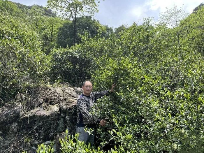 关于闽北发现300年树龄古茶树的最新消息(1)