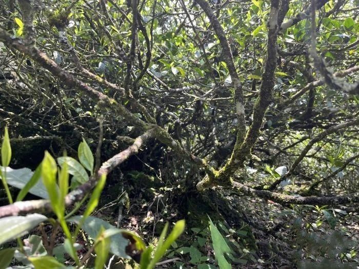 关于闽北发现300年树龄古茶树的最新消息