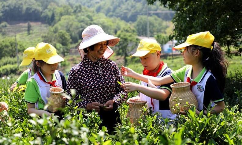 有关于汤池镇茶园变课堂 学生学采茶的相关信息