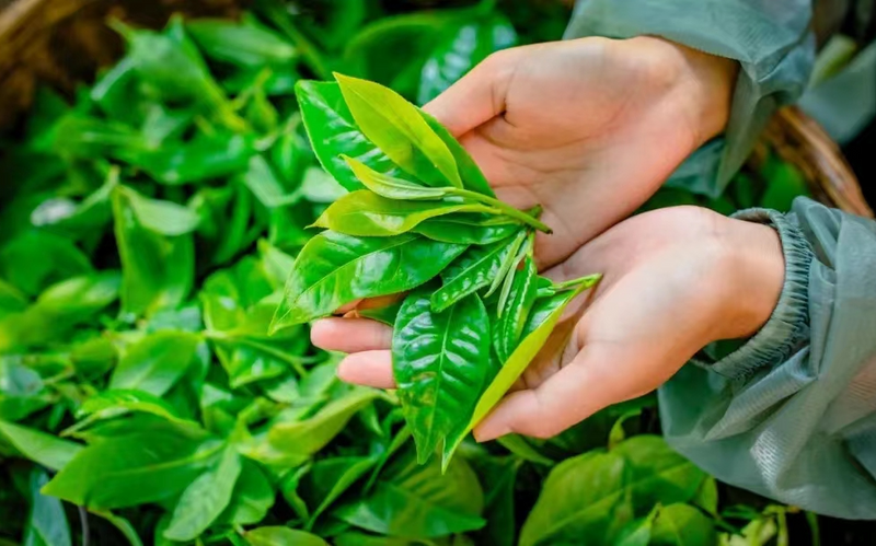 有关于从“销法沱”到冰岛茶，一段在法国续写47年的故事的消息(2)