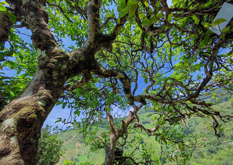 有关于从“销法沱”到冰岛茶，一段在法国续写47年的故事的消息(1)