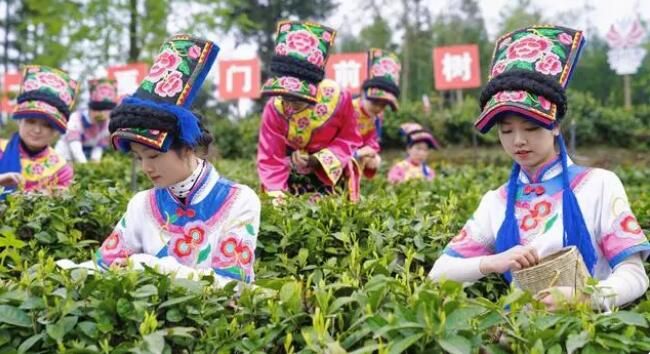 关于四川最具影响力茶叶单品！北川羌笛牌羌山雀舌的消息(1)