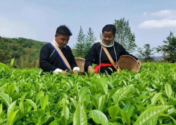 有关于临沧沧源：党建引领建设茶产业发展 让绿茶叶变致富“金叶子”的消息(2)