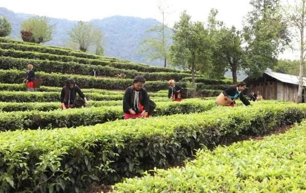 有关于临沧沧源：党建引领建设茶产业发展 让绿茶叶变致富“金叶子”的消息