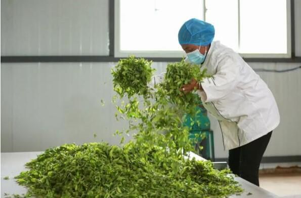 有关于临沧沧源：党建引领建设茶产业发展 让绿茶叶变致富“金叶子”的消息(1)