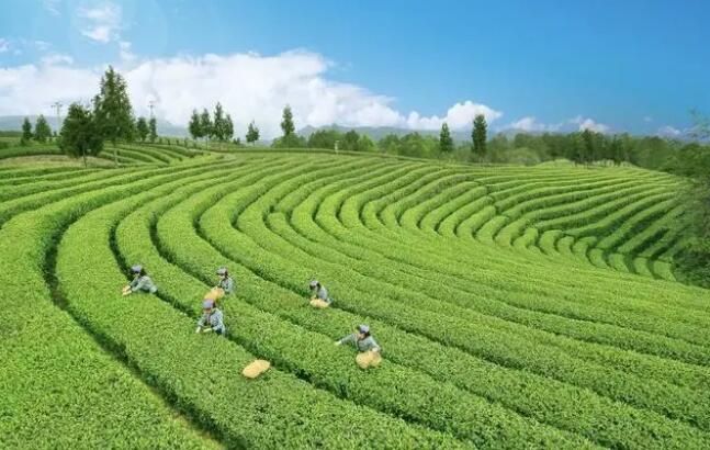 关于“一片叶子”成就大产业 广元茶企与国内4家茶企达成超千万元合作协议的相关信息(1)