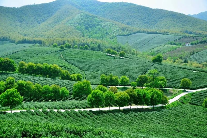 关于人间至味“宜兴红” ：茶产业引领下的乡村振兴之路的消息(17)