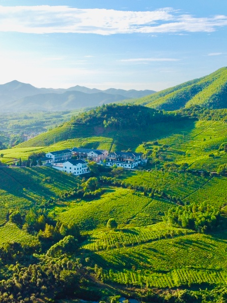 关于人间至味“宜兴红” ：茶产业引领下的乡村振兴之路的消息