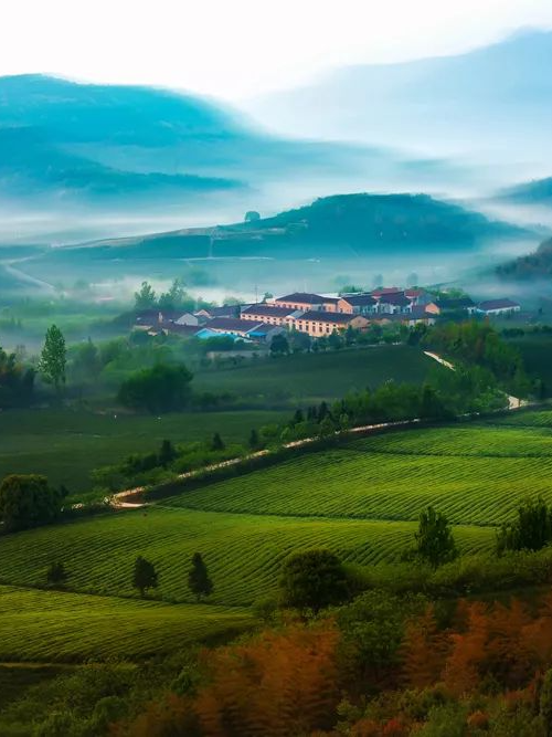 关于人间至味“宜兴红” ：茶产业引领下的乡村振兴之路的消息(7)