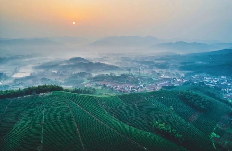 关于人间至味“宜兴红” ：茶产业引领下的乡村振兴之路的消息(5)