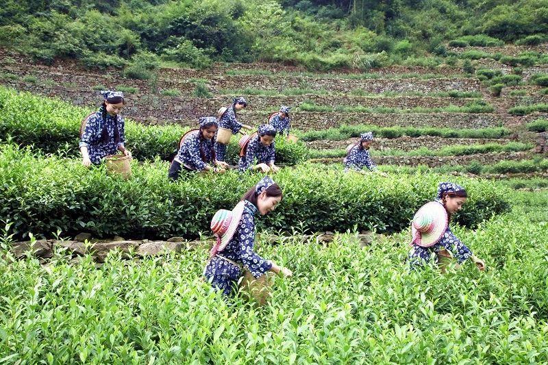有关于古城绍兴 越茗飘香——绍兴茶，一壶饮尽江南风雅的相关内容(3)