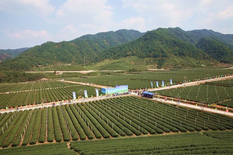 有关于古城绍兴 越茗飘香——绍兴茶，一壶饮尽江南风雅的相关内容(4)