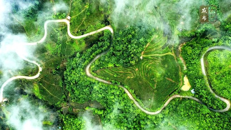 有关于品牌强茶驱动特色产业提质增效，梧州市加快推动茶产业高质量发展的相关内容