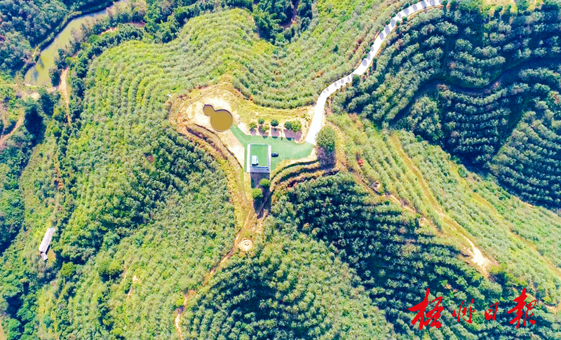 有关于品牌强茶驱动特色产业提质增效，梧州市加快推动茶产业高质量发展的相关内容(1)