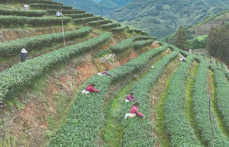 关于三明市尤溪县台溪乡：“一片叶子”托起十亿产业的信息(1)