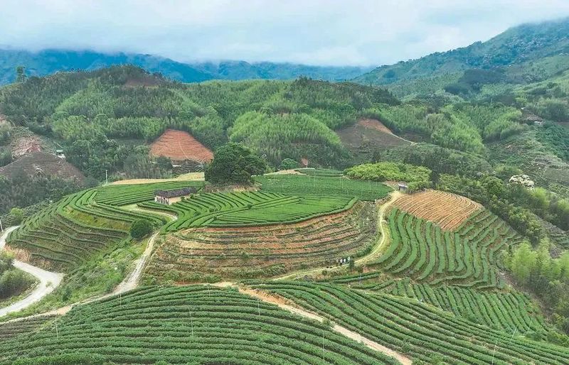 关于三明市尤溪县台溪乡：“一片叶子”托起十亿产业的信息