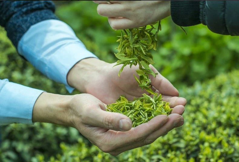 关于以茶为媒为禁毒代言——名山开展“茶+禁毒”宣传活动，助力乡村振兴的相关内容