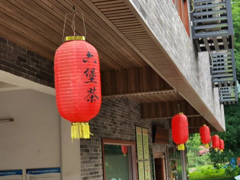 关于苍梧好“村”光：塘平村，以茶兴村、以茶强村的相关信息(10)