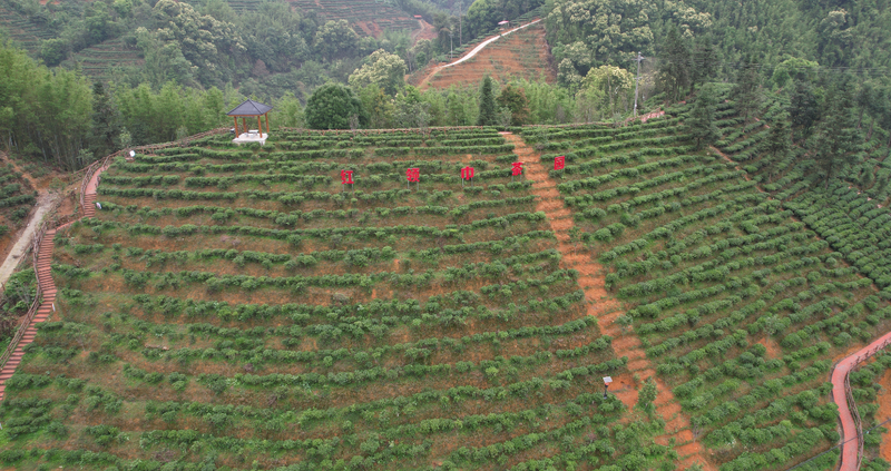 关于苍梧好“村”光：塘平村，以茶兴村、以茶强村的相关信息(7)