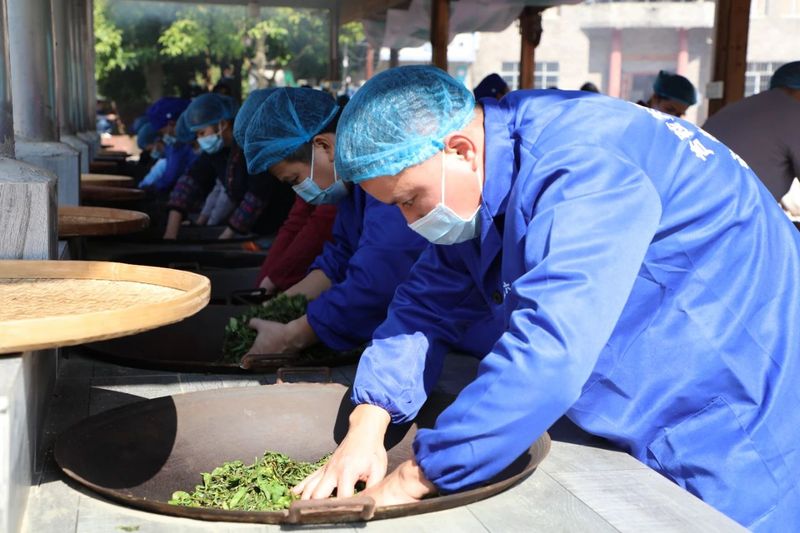 关于苍梧好“村”光：塘平村，以茶兴村、以茶强村的相关信息(4)