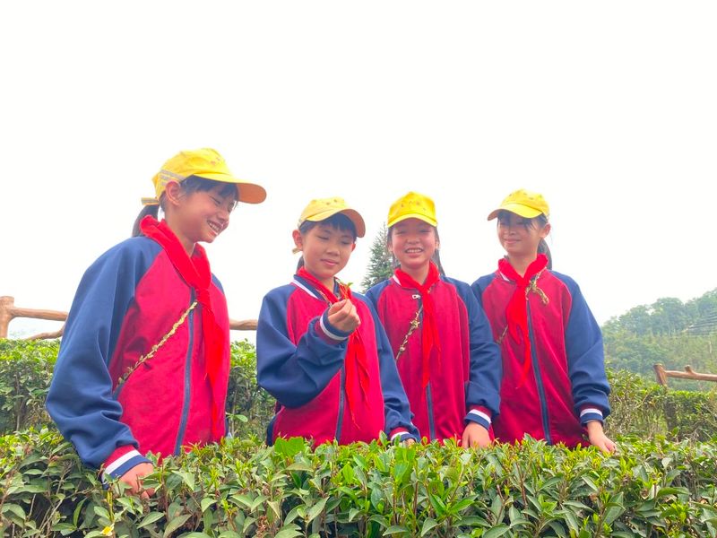 关于苍梧好“村”光：塘平村，以茶兴村、以茶强村的相关信息(9)