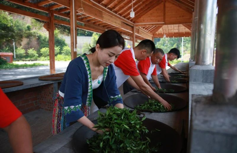 关于苍梧好“村”光：塘平村，以茶兴村、以茶强村的相关信息(3)