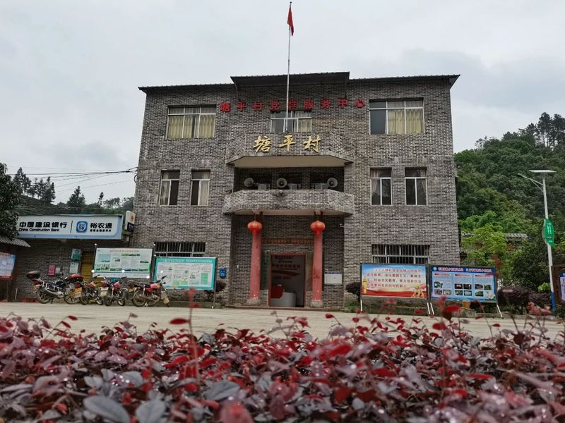 关于苍梧好“村”光：塘平村，以茶兴村、以茶强村的相关信息