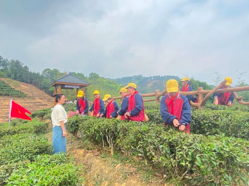 关于苍梧好“村”光：塘平村，以茶兴村、以茶强村的相关信息(8)